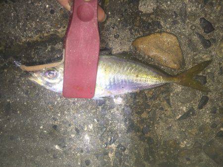 久しぶりにアジング